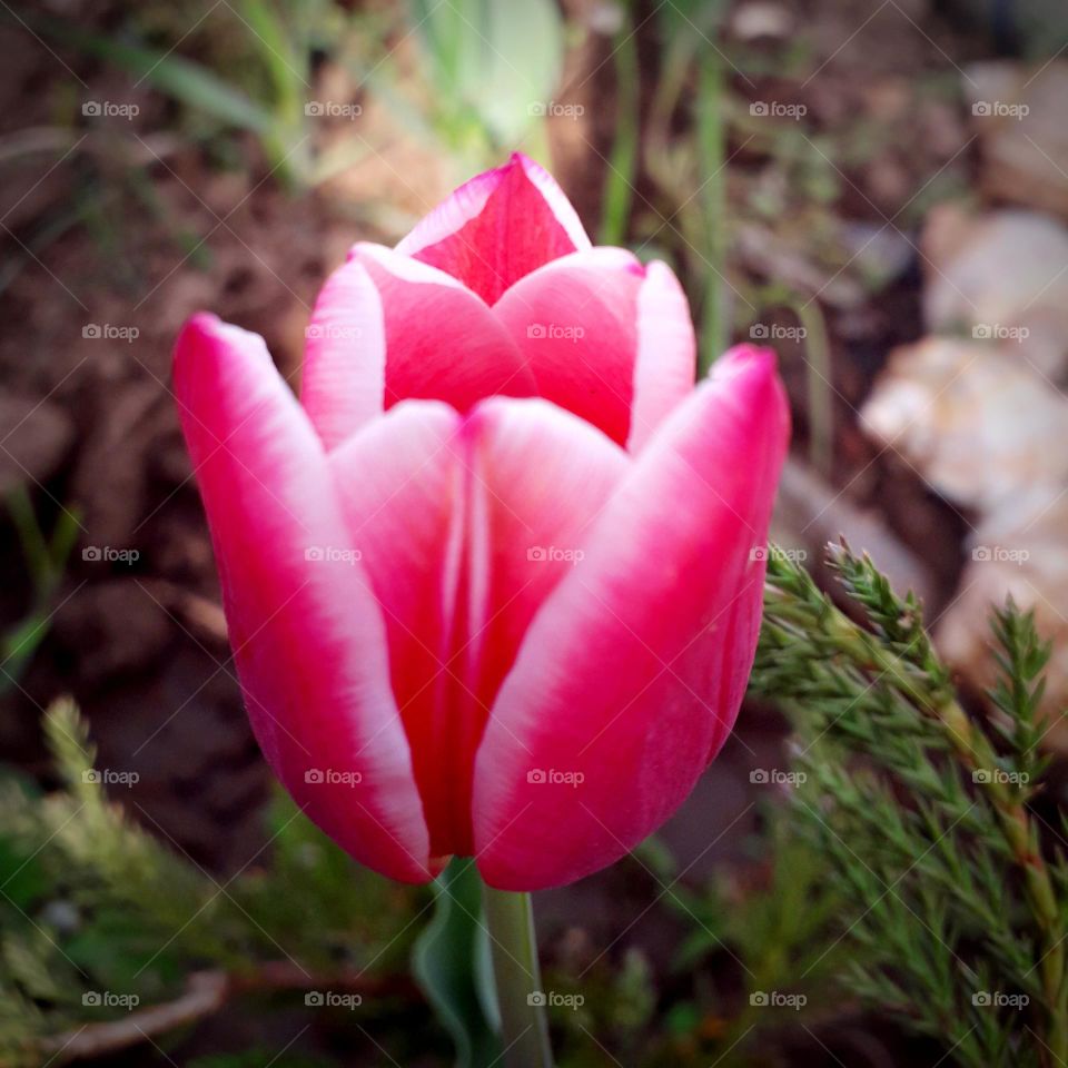 tulip