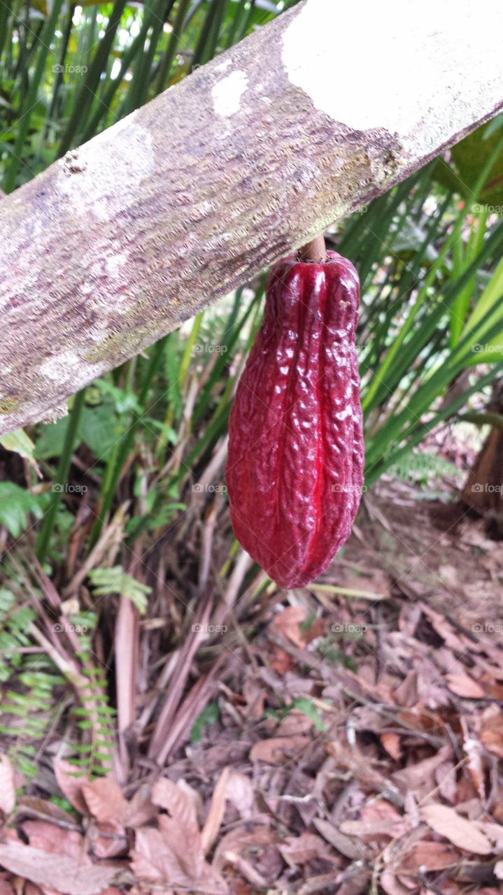 cacao