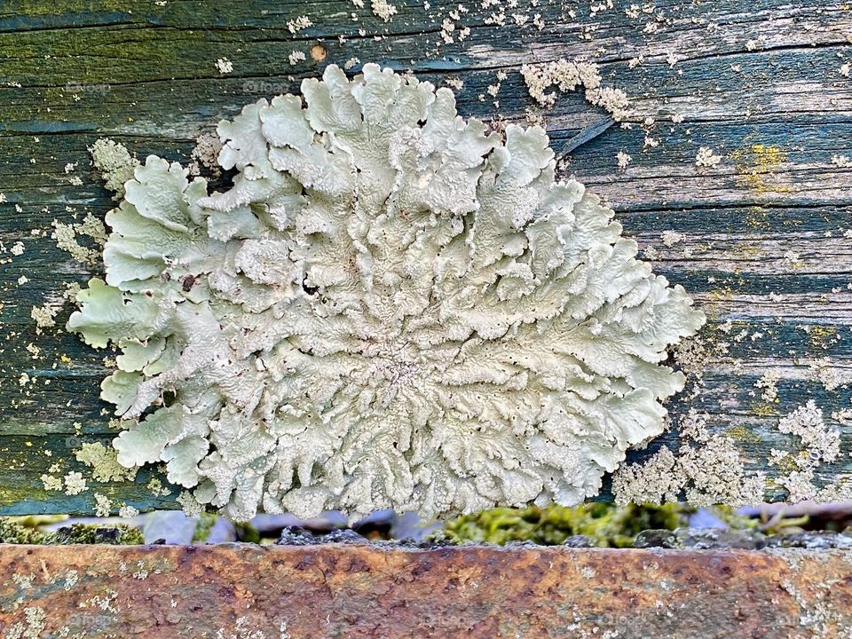 Close up of some lichen on an old wood and metal piece of farm equipment 
