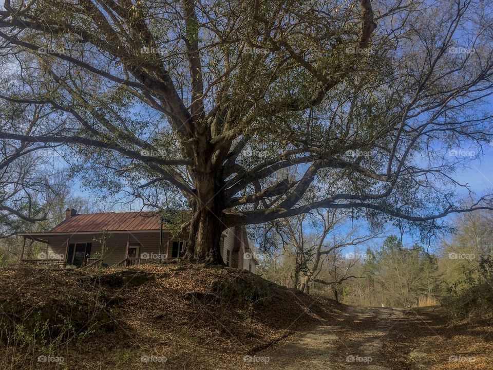 One Tree Hill (ReUpload- tweaked) 