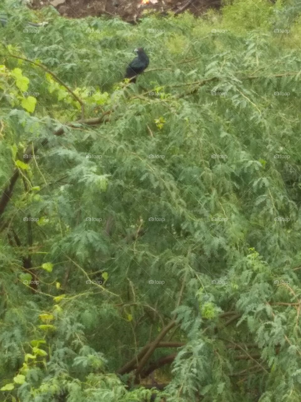 Nature, Flora, Leaf, Tree, Summer