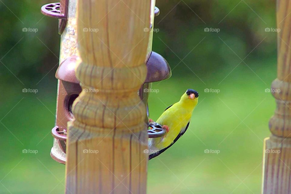 What are you looking at?. Golden Finch looking at the camera. 