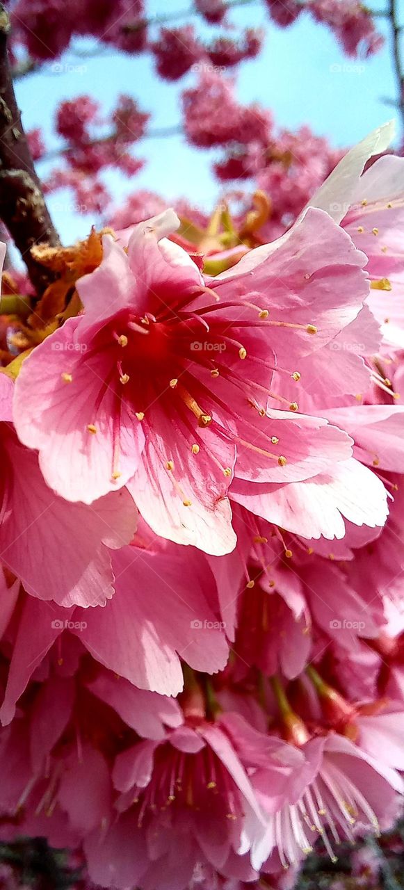 Pink blossom tree