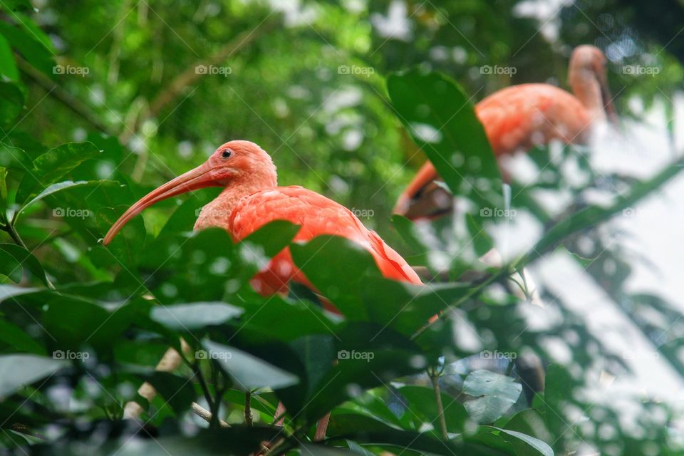 scarlet ibis on a tree