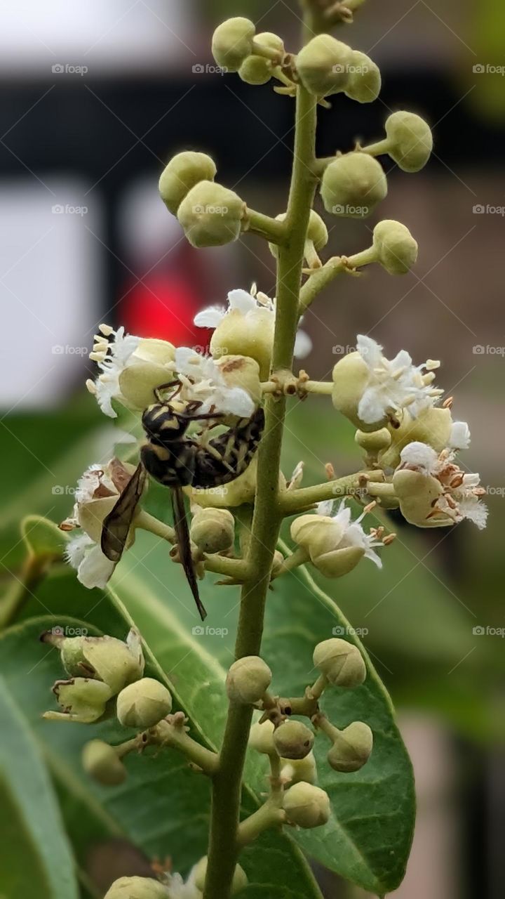 an insect is processing pollen on longan plant