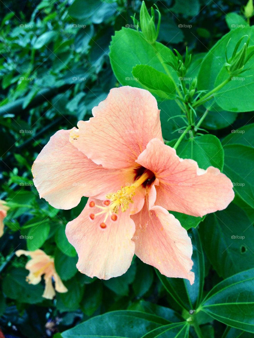 Hibiscus 