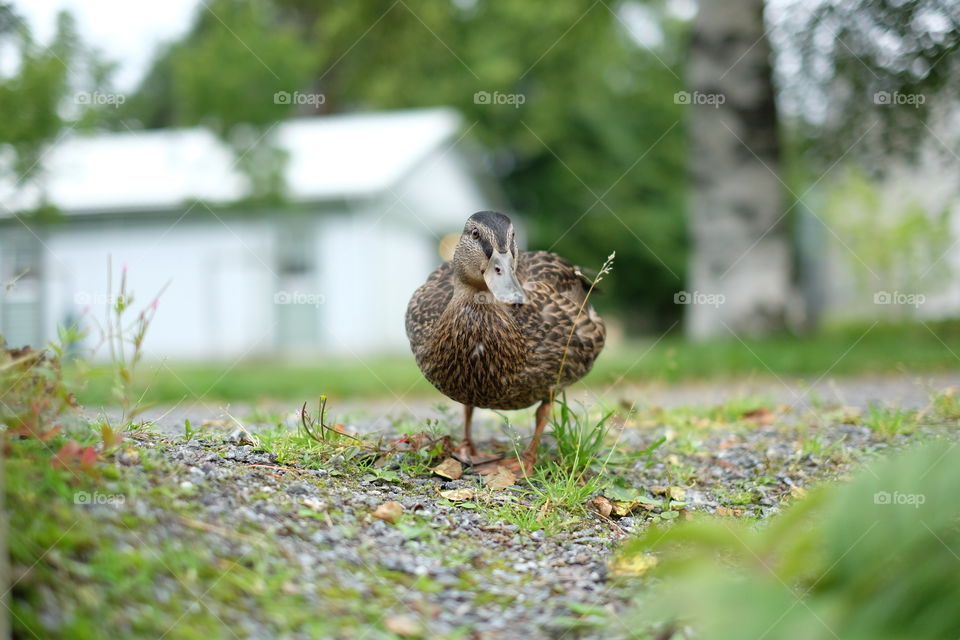 Mallard