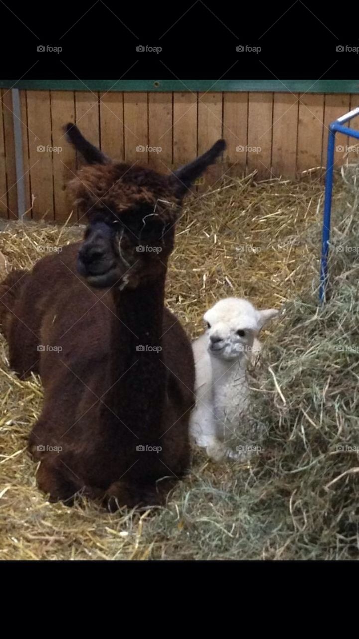 Alpacas