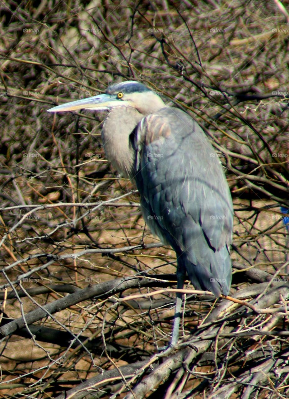 Great Blue Heron on Branches