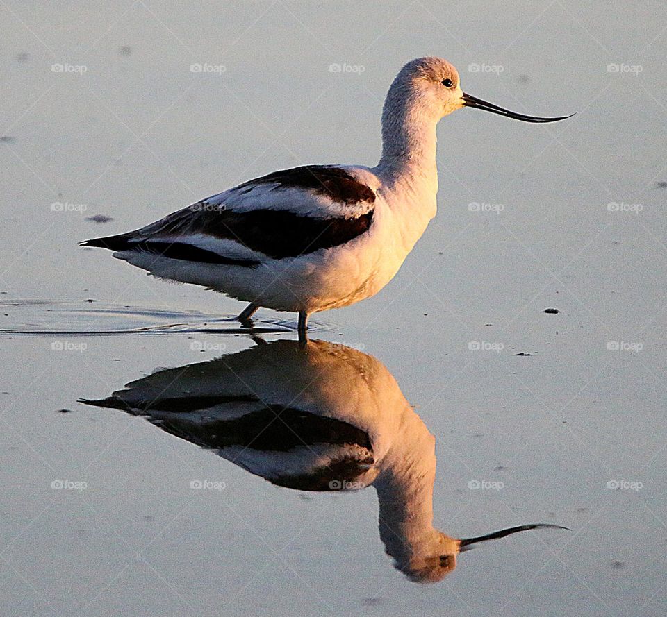 Beautiful Reflections of an Avocet