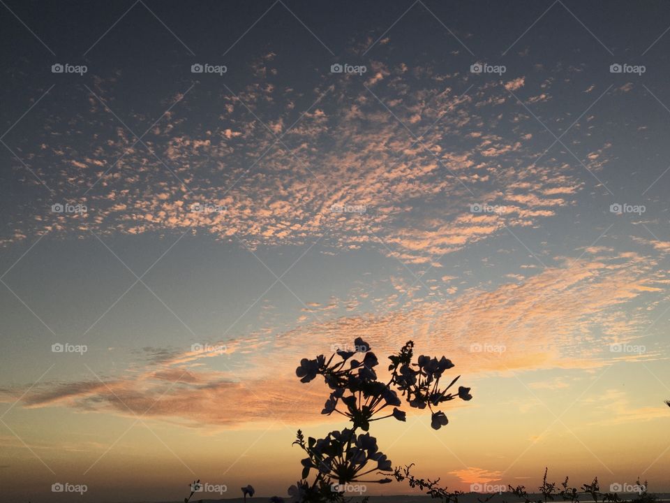 Aurora with flower silhouette 