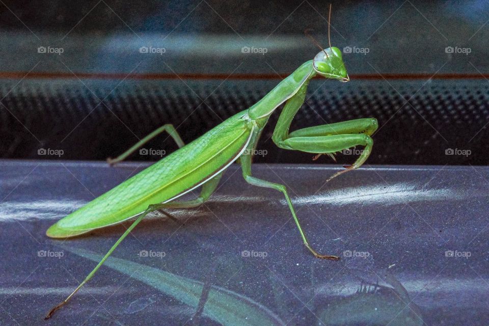 Big green praying mantis