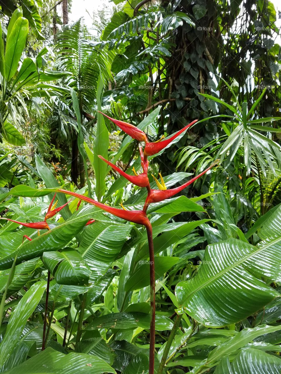 Exotic flowers