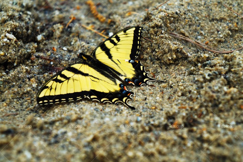 Butterfly lands on a beautiful sand