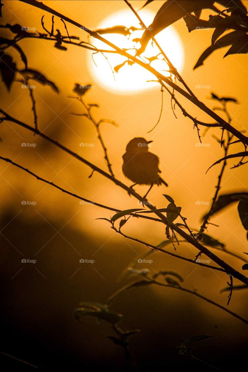 Bird is lookig for a bed in the evening