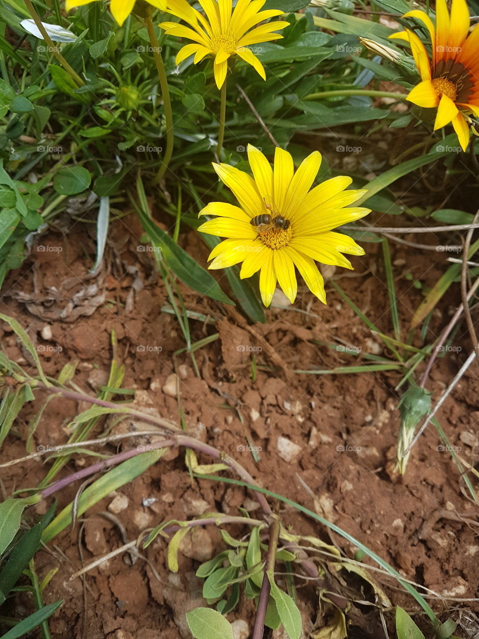 bee yellow flower green nature