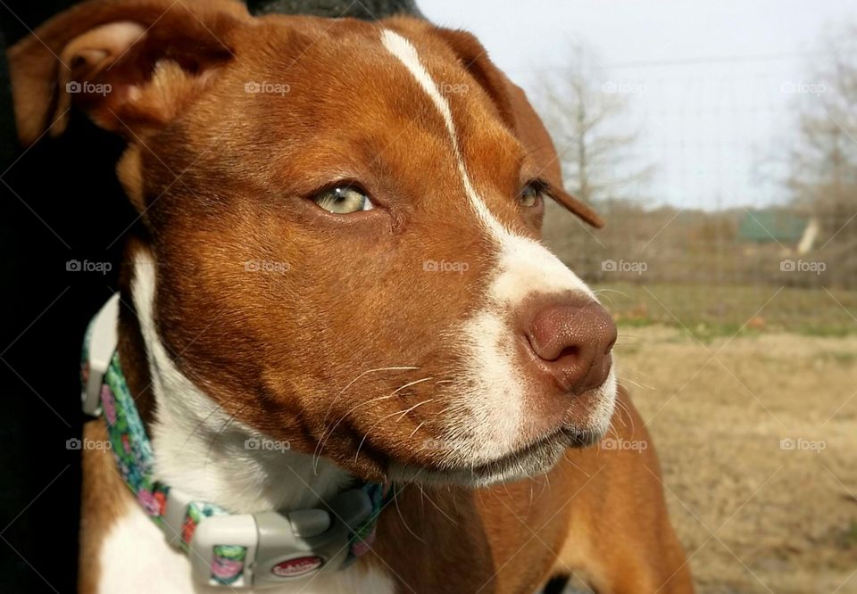 A green eyed puppy looks into the distance wearing a collar in early spring