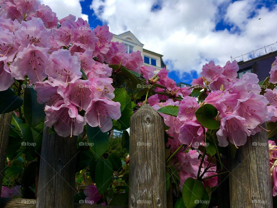 Spring.Hamburg.Blankenese.