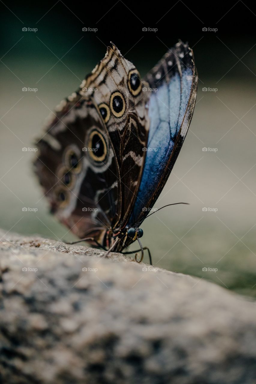 Beautiful butterfly in forest captured in camera.🦋🦋🦋