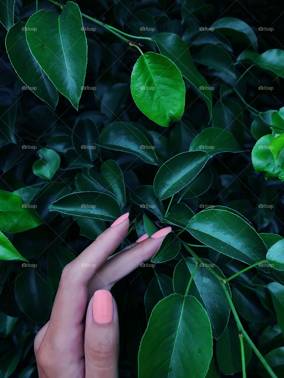 Female hand touching green emerald foliage of the tree after the rain 