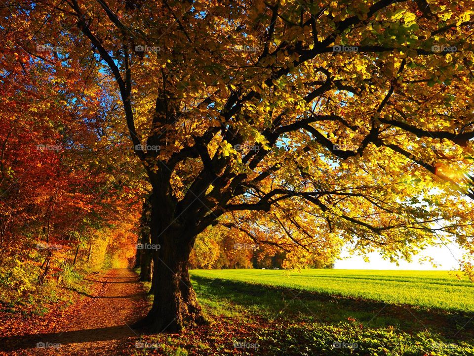 Maple forest with fallen leaves and rice fields