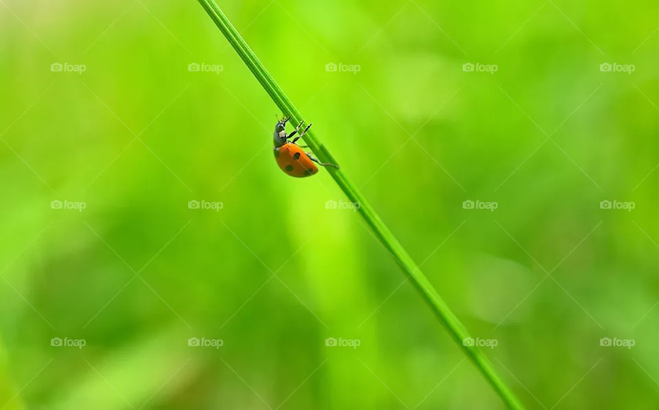 macro foto