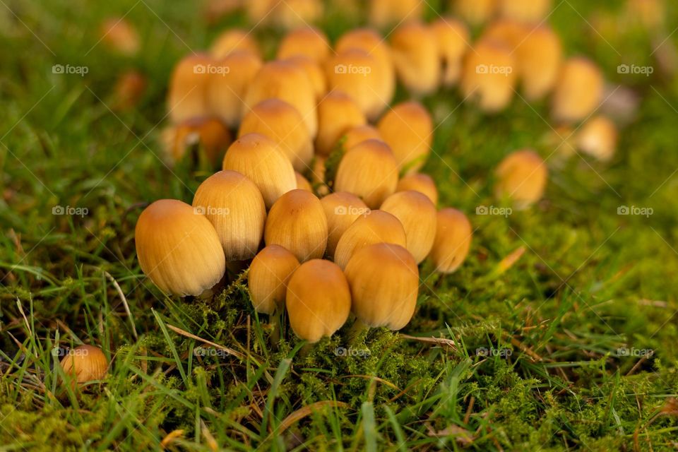 Small mushrooms 