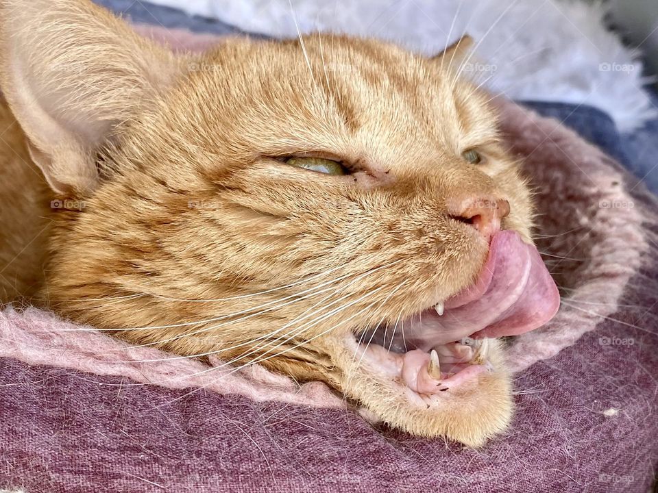 An orange tabby cat sitting in a pink cat bed while licking her lips