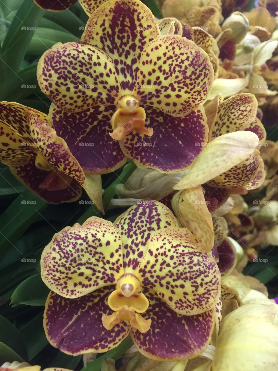 Vanda sanderiana is a flower of the orchid family.