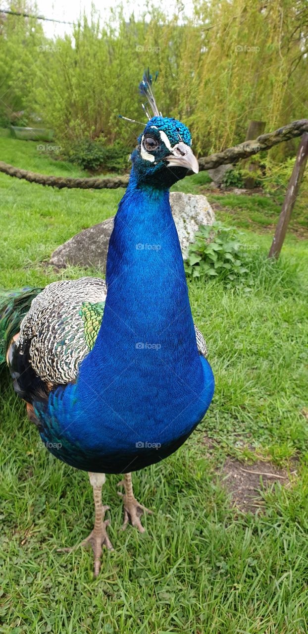 peacock
