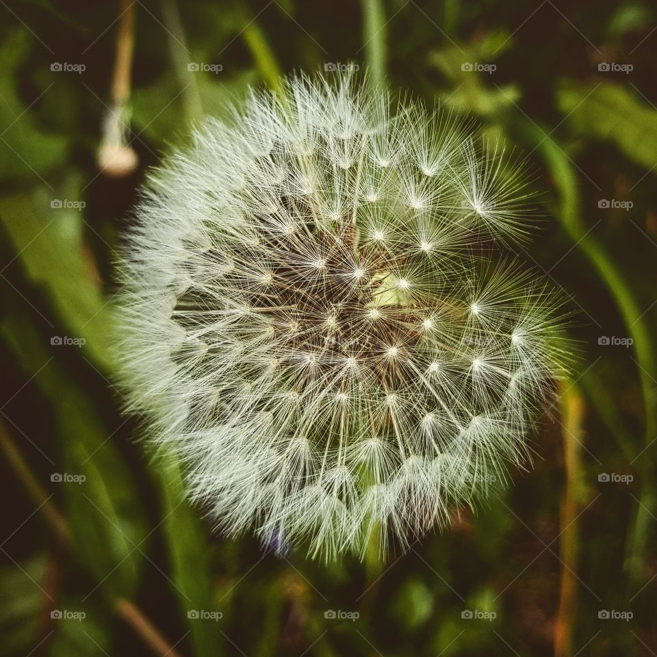 Dandelion