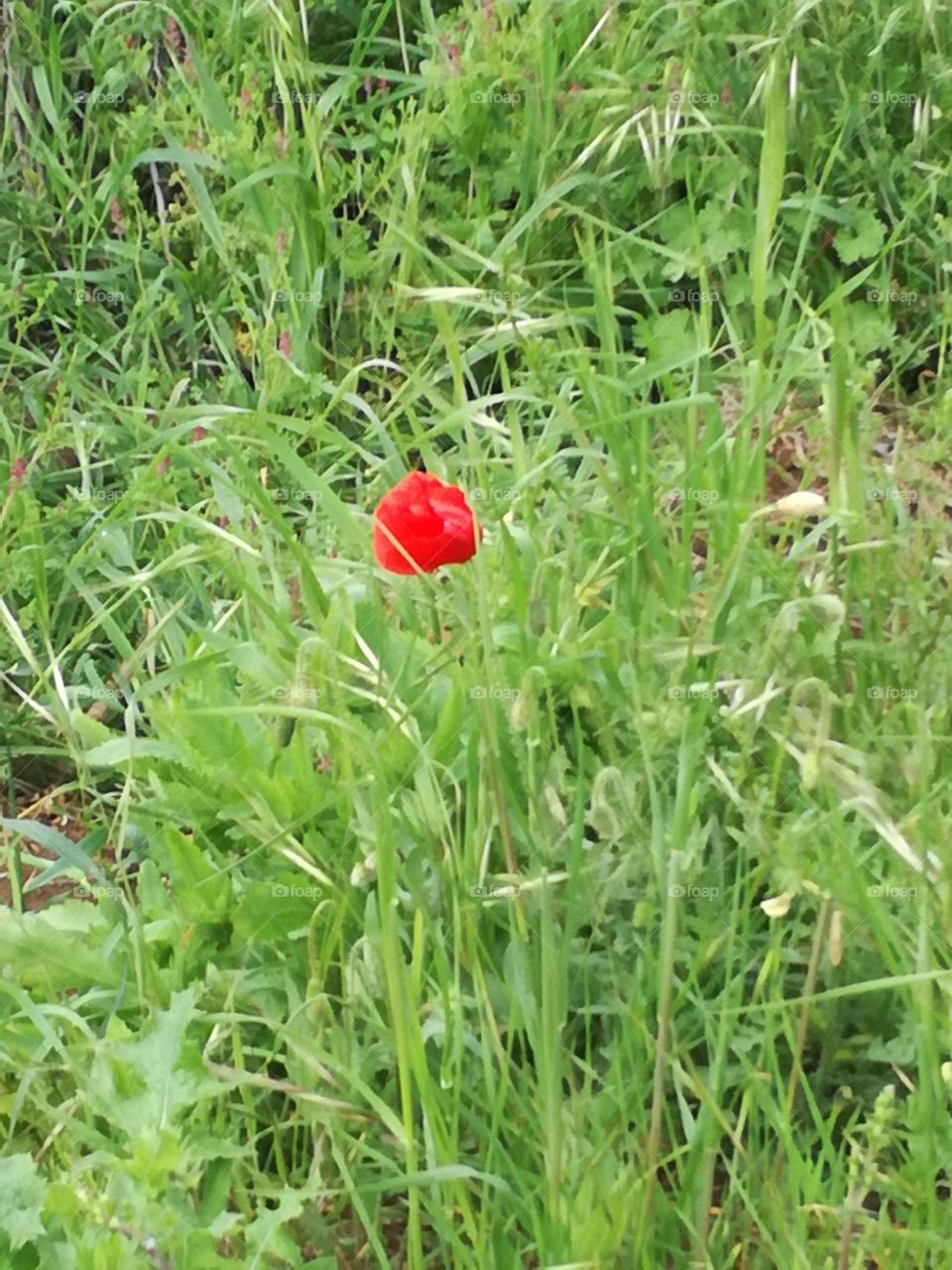 Red on green. Spring colours