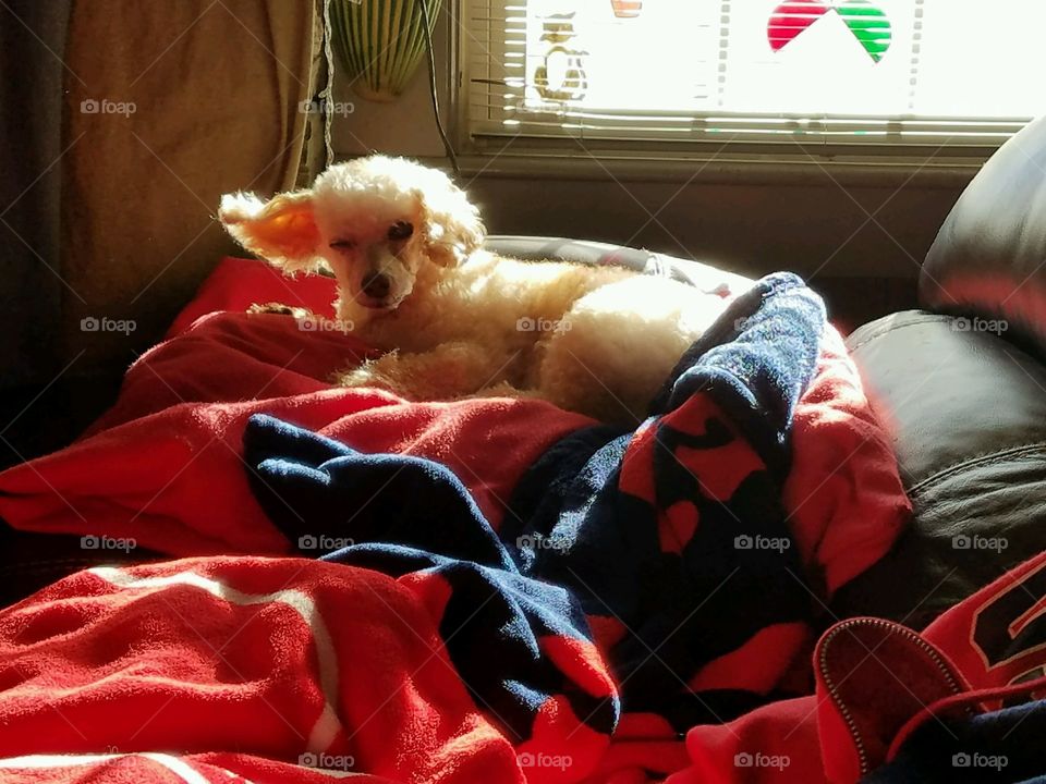 Dog on couch, red blankets, in front of window light.