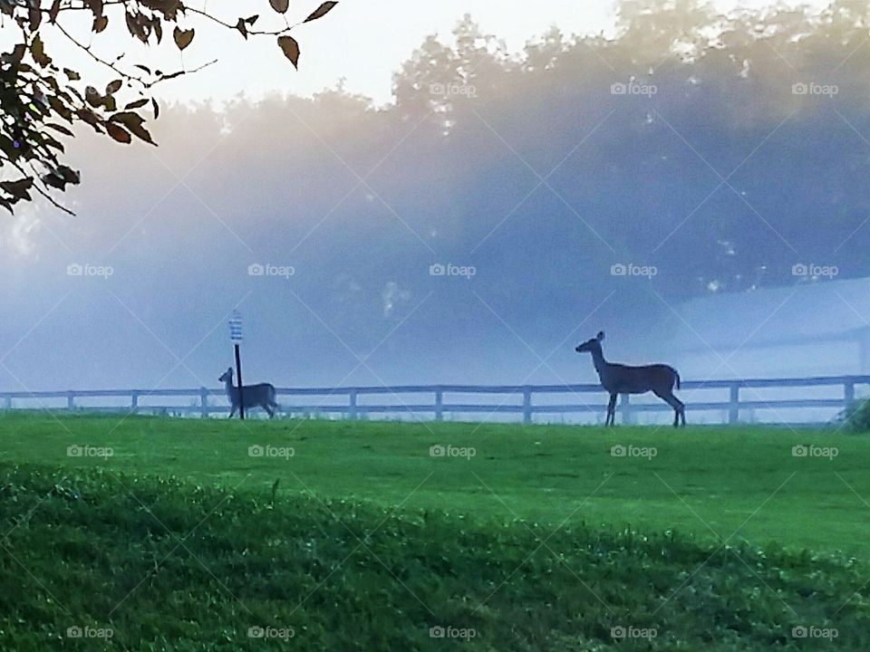 Two deers standing in lanscape