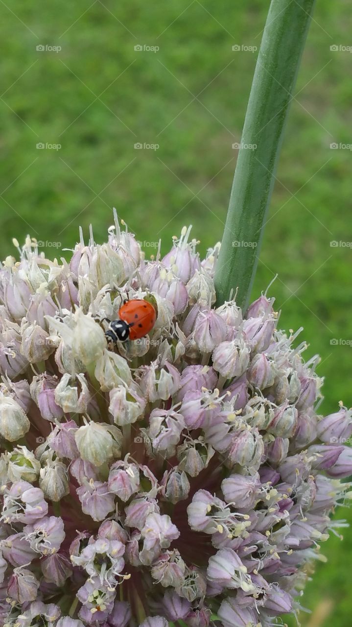 a ladybug