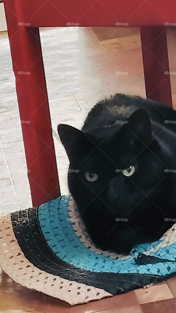 Black cat isn't bad Luck