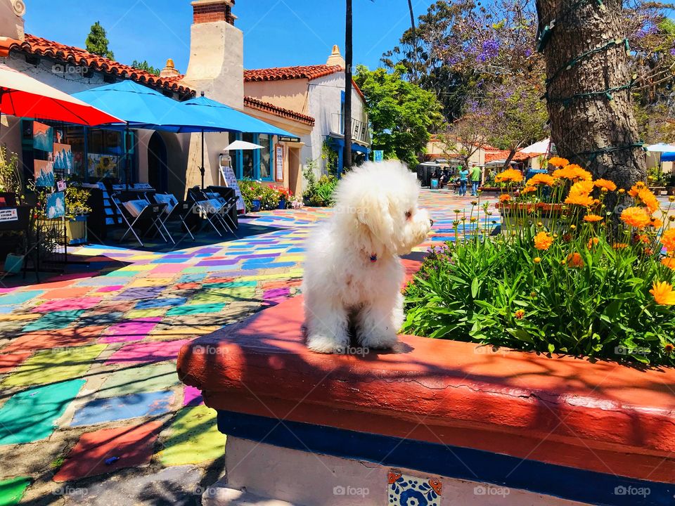 Little puppy looking around a colorful, cheerful artist’s colony housed in a beautiful courtyard. 