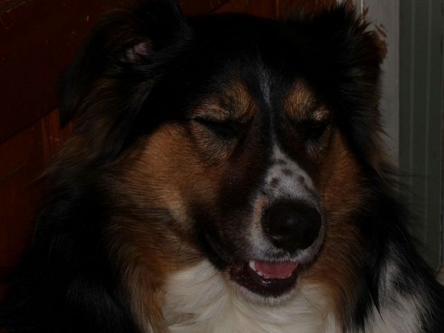 Did you hear the one about the mailman and the cat....