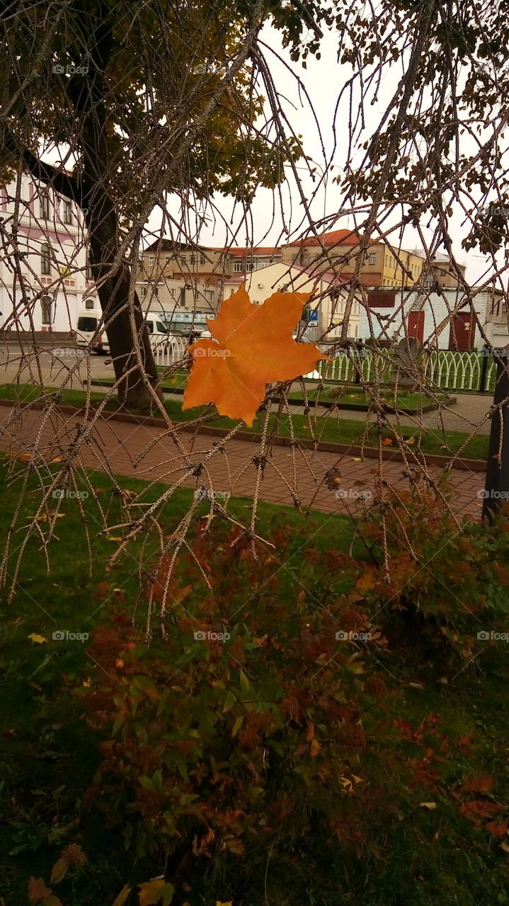 природа.флора.сад.улица.осень.