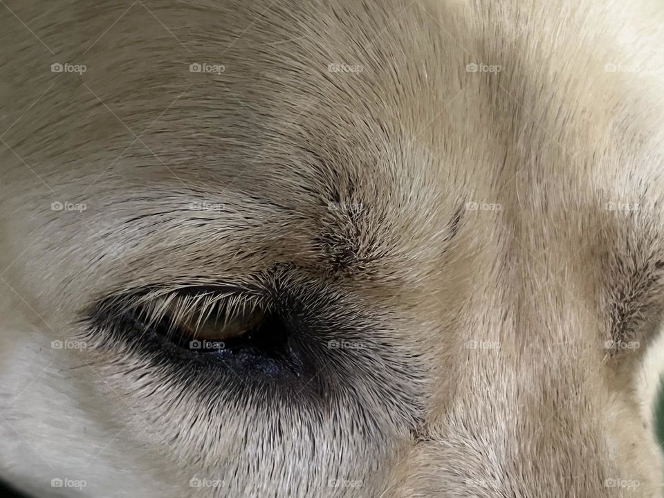 Be authentic : Animals ‘ Eyes.