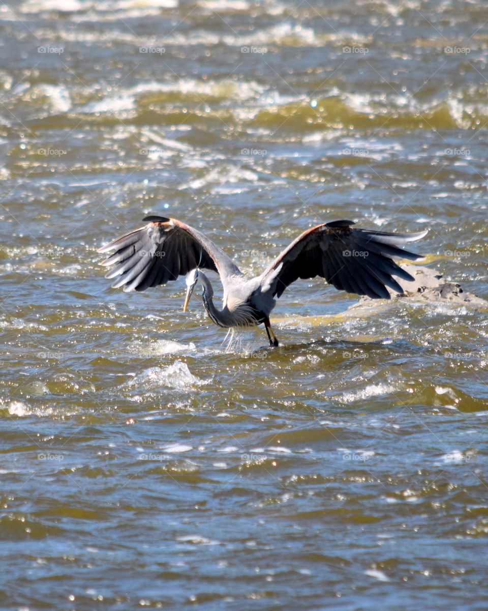 flying blue heron