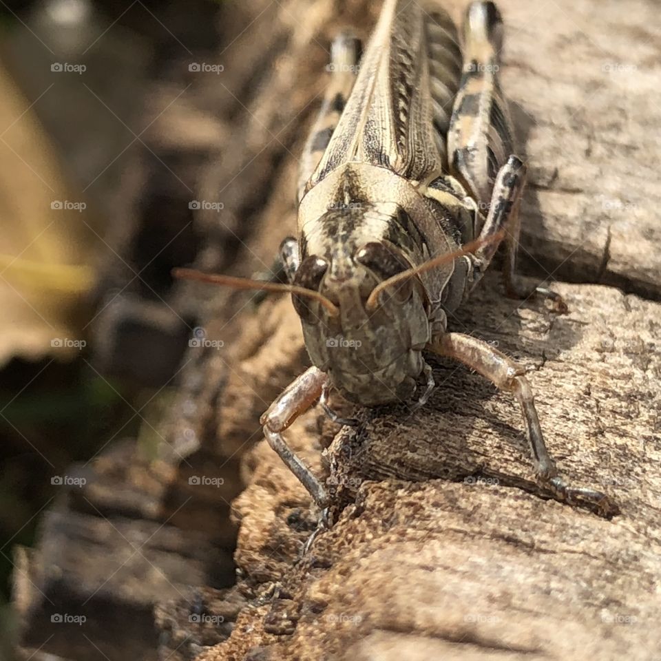 Autumn grasshoppers are Everywhere!