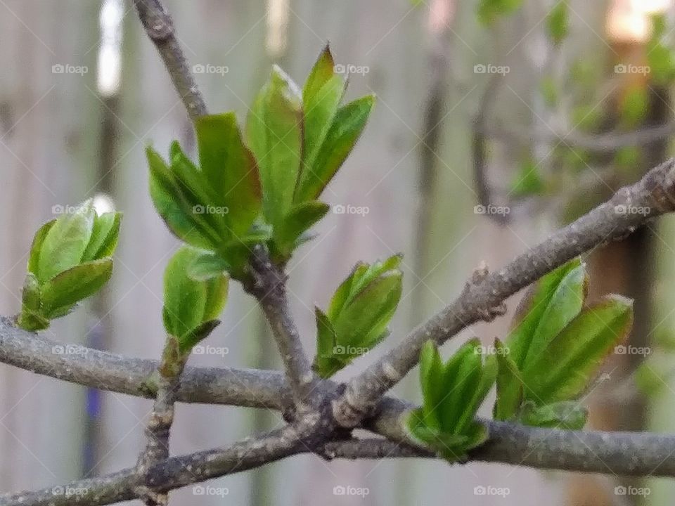 new leaves emerging