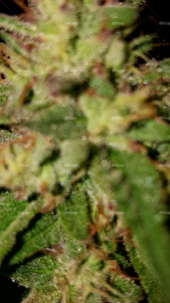 Flora, Nature, Leaf, Tree, Texture