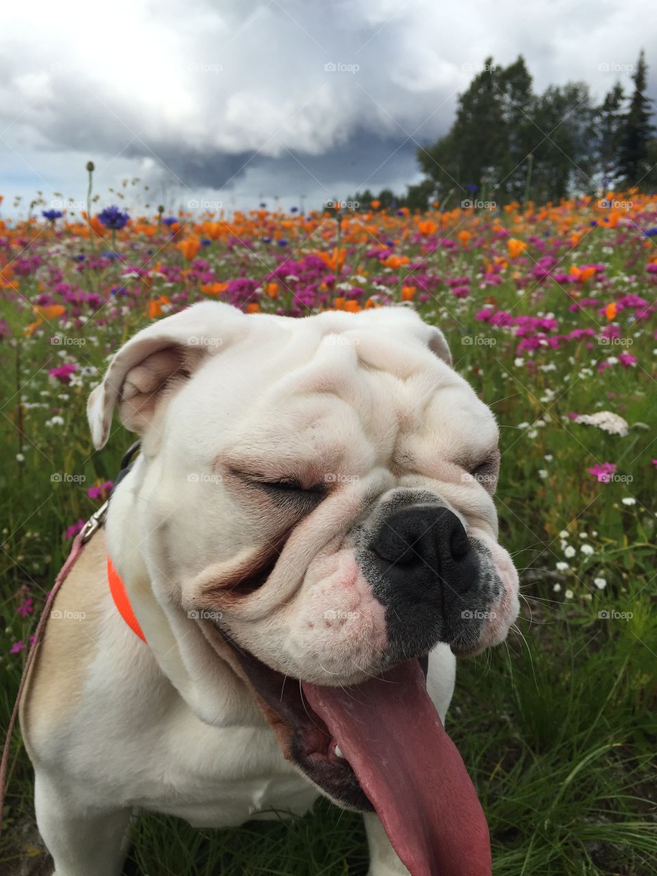 Hazel having some fun in the flower field
