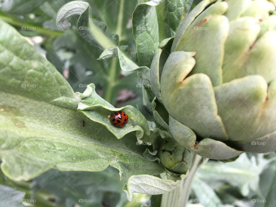 Ladybird in curl of leaf