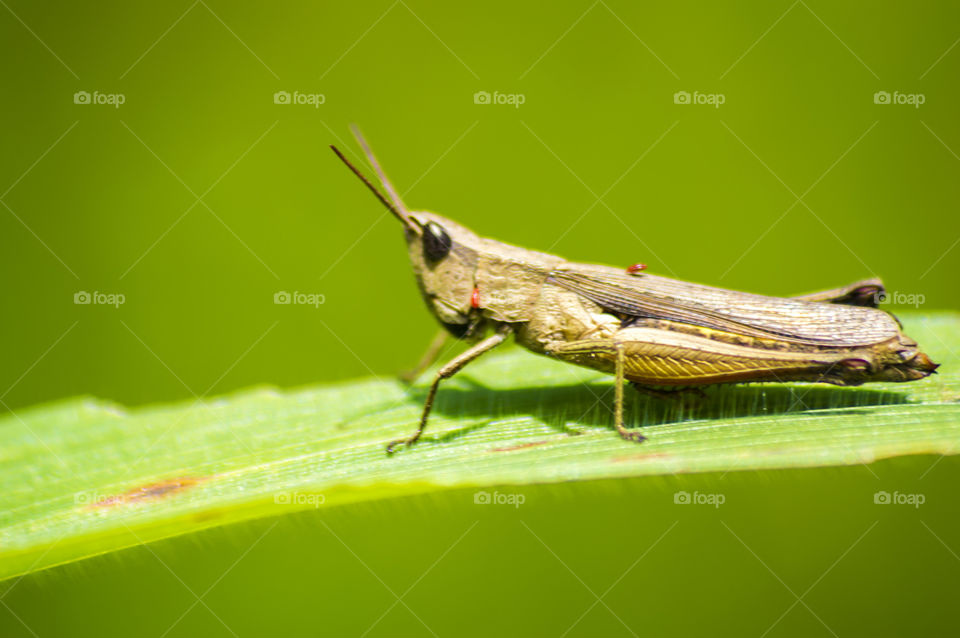 grasshopper