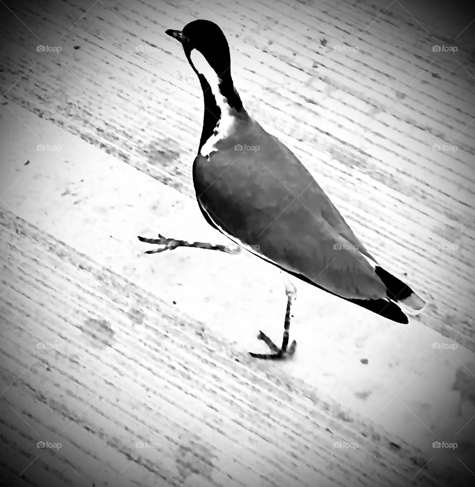 Sell your first photo on Foap