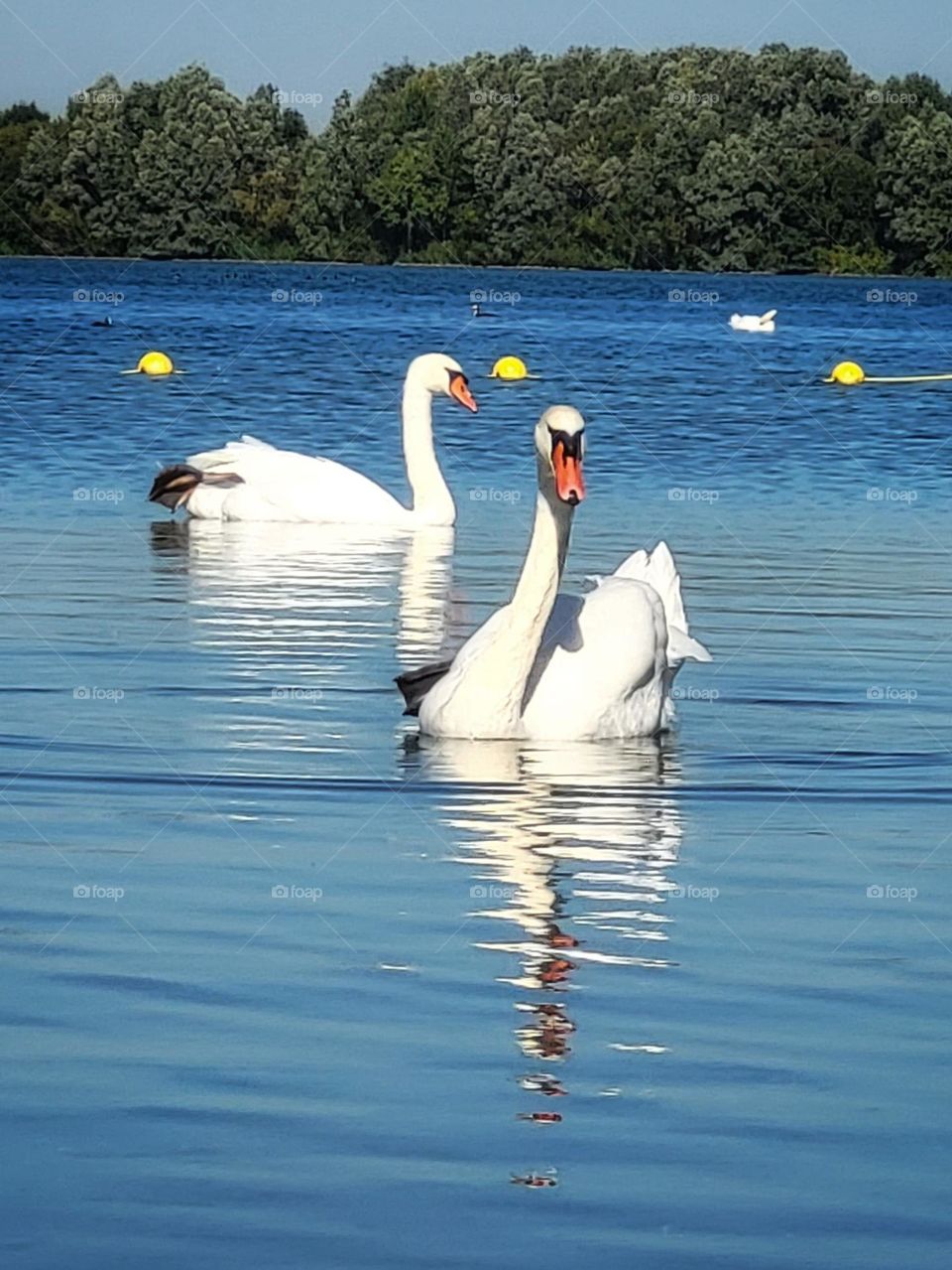 Swans