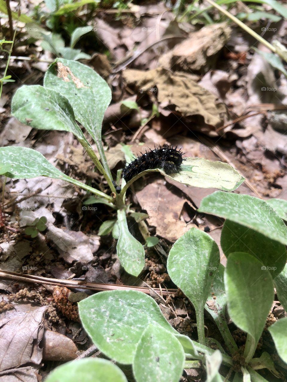 Fancy black springtime caterpillar 